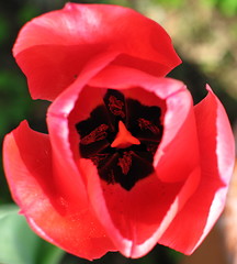 Image showing Flower top