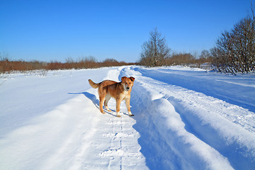 Image showing redhead dog on winter road