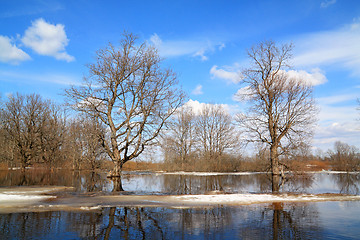 Image showing spring flood in oak wood 