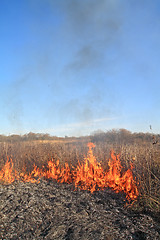 Image showing fire in dry herb