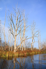 Image showing dry tree on coast river