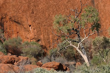 Image showing tree at ayers rock