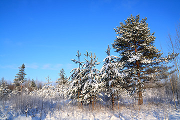 Image showing pine wood under blue sky