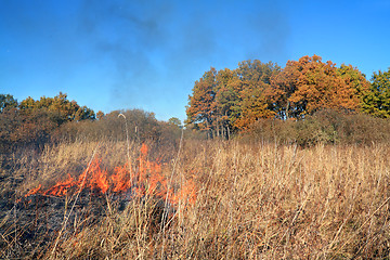 Image showing fire in herb near oak wood