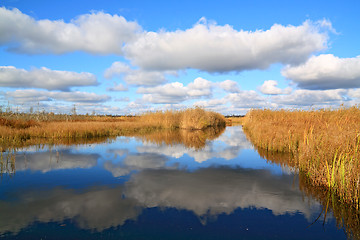 Image showing yellow reed on coast lake