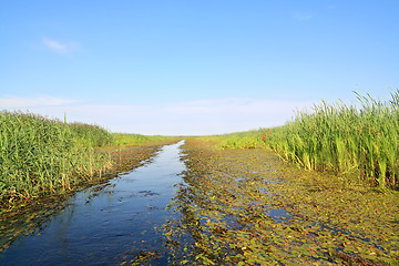 Image showing bulrush in marsh