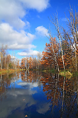 Image showing oak wood on coast river