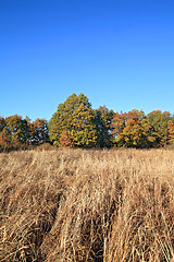 Image showing oak copse on autumn field