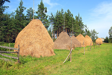 Image showing stack hay near pine wood 