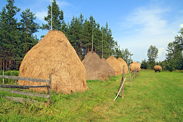 Image showing stack hay near pine wood