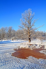 Image showing snow oak in red water