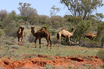 Image showing wild camels