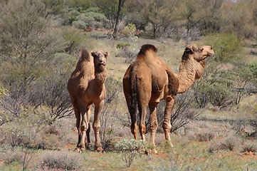 Image showing wild australian camels