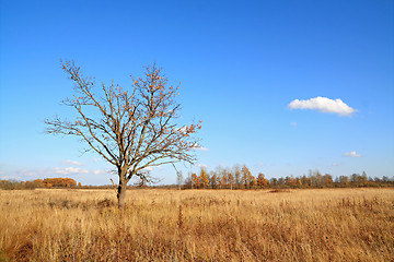 Image showing yellow oak on autumn field 