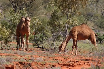 Image showing wild australian camels