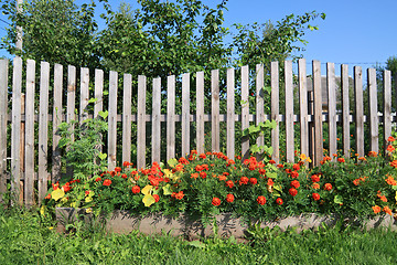 Image showing flowerses near old rural fence