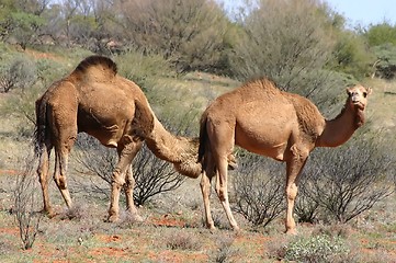 Image showing wild australian camels