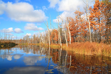 Image showing autumn wood on coast river