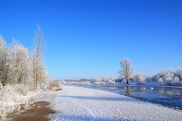 Image showing snow bushes on coast river