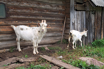 Image showing nanny goat near rural building