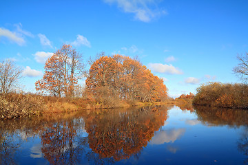 Image showing oak wood on coast river