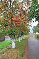 Image showing tree of rowanberry in town park