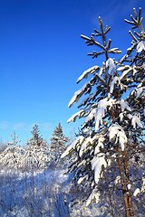 Image showing pine in snow