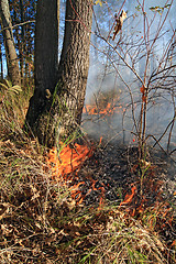 Image showing fire in wood 