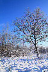 Image showing tree in snow on celestial background 