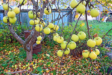 Image showing apple on branch in autumn garden