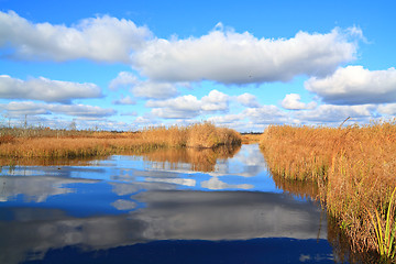 Image showing yellow reed on small lake