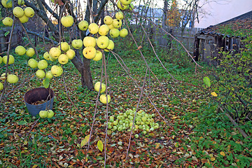 Image showing apple on branch in autumn garden