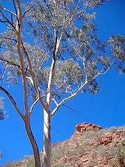 Image showing tree at kings canyon
