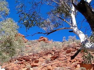 Image showing tree at kings canyon