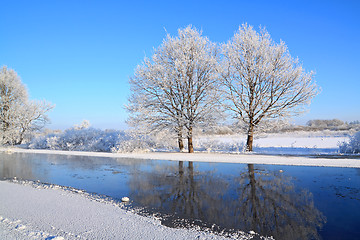 Image showing two oaks on coast river