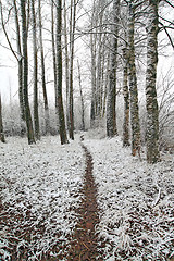 Image showing wet lane in winter park