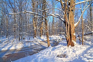 Image showing freeze creek in oak wood 