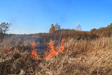 Image showing fire in herb near oak wood 