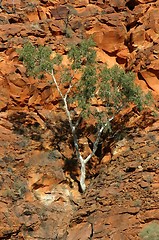 Image showing tree in mountain