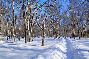 Image showing snow lane in winter park