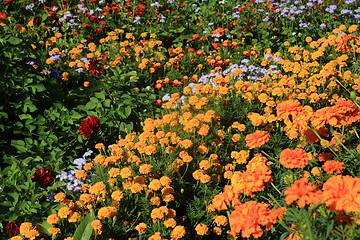 Image showing flowerses on flowerbed near rural building