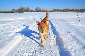 Image showing redhead dog on rural road 