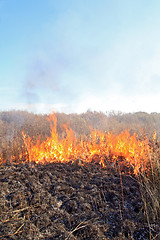 Image showing fire in herb