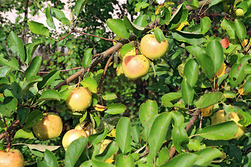 Image showing ripe apple on green branch