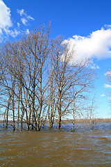 Image showing big oaks in brown water 