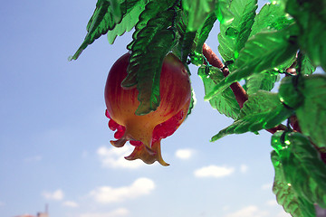 Image showing pomegranate and clouds
