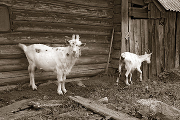 Image showing nanny goat near rural building 