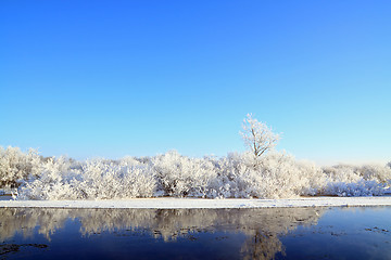 Image showing snow bushes on coast river