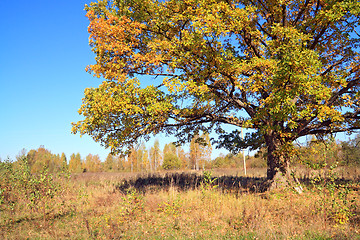 Image showing yellow oak on autumn field 