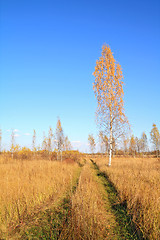 Image showing yellow birch on autumn field 